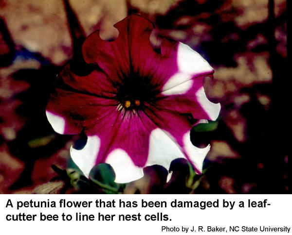 Leafcutter bees cut round pieces of petals